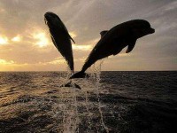/album/kepek-/delfines-kepek-12-jpg/