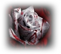 /album/kepek-/emo-2-white-rose-jpg/